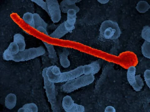  Scanning electron micrograph of Ebola virus Makona (in red) from the West... Stock Photos