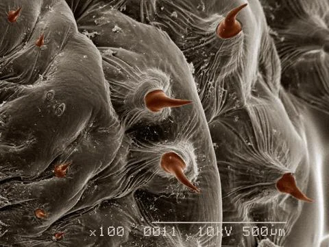Scanning electron micrograph of a human bot fly (Diptera: Dermatobia sp.) Stock Photos