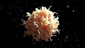 Scanning Electron Microscope Image of a White Blood Cell Stock Footage 85642077