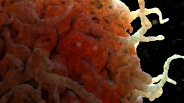 Scanning Electron Microscope Image of a White Blood Cell Video stock 85642080