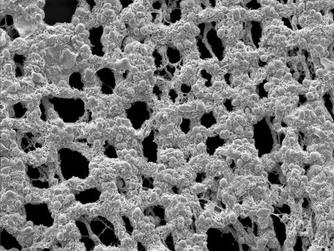 Scanning electron microscopy of the myenteric plexus of a mouse Stock Photos