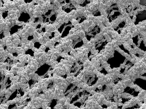 Scanning electron microscopy of the myenteric plexus of a mouse Stock Photos