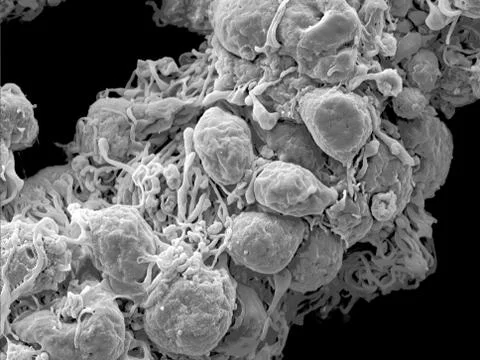 Scanning electron microscopy of the myenteric plexus of a mouse Stock Photos