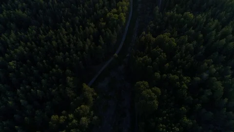 Scanning forest clearing during golden hour sunset. Video stock 103352728