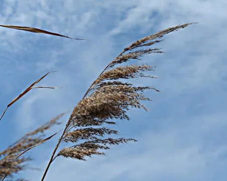 Scape rushes Stock Photos