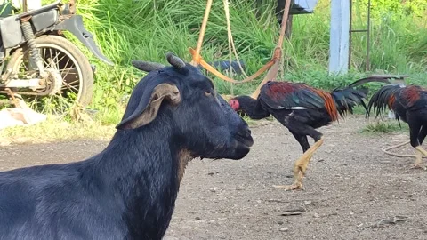 A scapegoat Stock Footage 237409796