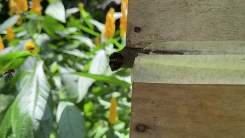 Scaptotrigona native bee nest in its natural habitat, stingless bee hive in a Stock Footage 305778379
