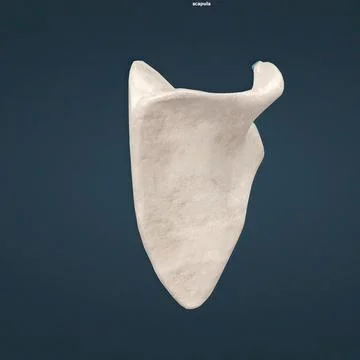 Scapula, also called shoulder blade, either of two large bones of the shoul.. Stock Illustration