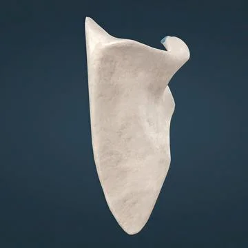 Scapula, also called shoulder blade, either of two large bones of the shoul.. Stock Illustration