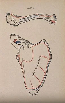 Scapula and clavicle bones: two figures, anterior view. Colour wood engravi.. Stock Illustration