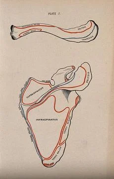 Scapula and clavicle bones: two figures, posterior view. Colour wood engrav.. Stock Illustration