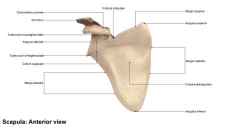 Scapula Anterior view Illustrazione stock