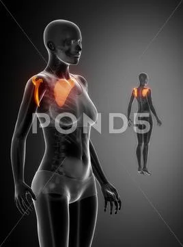 SCAPULA black x--ray bone scan: Graphic #50006001