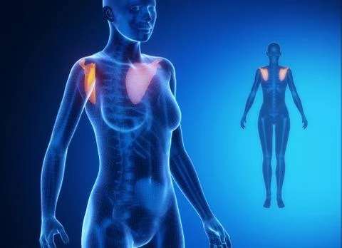 SCAPULA blue x--ray bone scan Stock Illustration