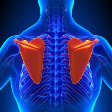 Scapula Bone Anatomy with Circulatory System Stock-Illustration
