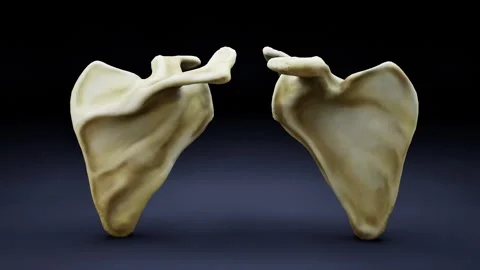 Scapula Bone of Human Video stock 326651667
