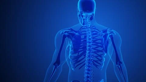 Scapula Bone Pain with blue background Illustration