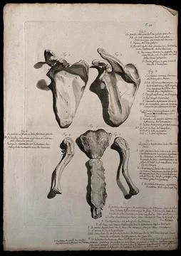 The scapula (figures 1-2) and the clavicle (figures 3-4) and the sternum se.. Stock Illustration
