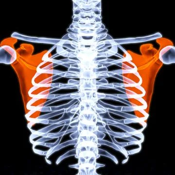 Scapula Stock Illustration