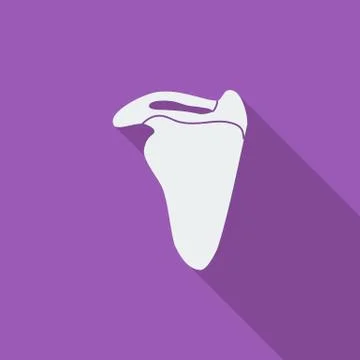 Scapula Stock Illustration