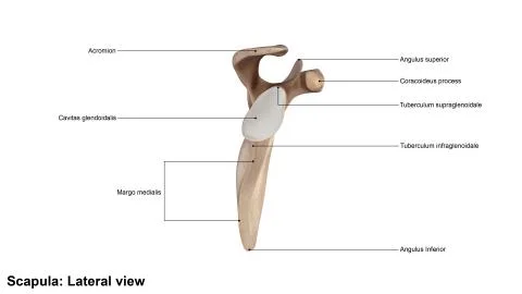 Scapula Lateral view Illustrazione stock