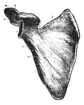 Scapula or Shoulder blade seen from the anterior aspect, vintage engraving. Stock Illustration