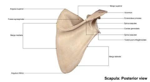 Scapula Posterior view Illustrazione stock