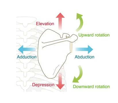 Scapular movement and direction Stock-Illustration