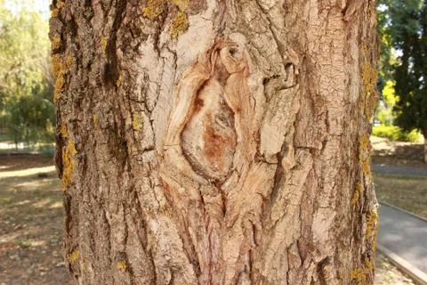 Scar on the tree Stock Photos