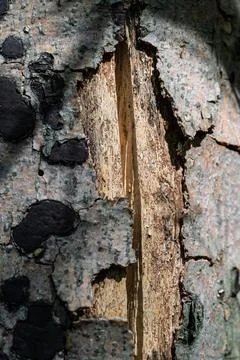 The Scar of the Tree Stock Photos
