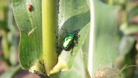 Scarab beetle and other insect pests damaging corn stalk in organic cornfield Stock Footage 72851058