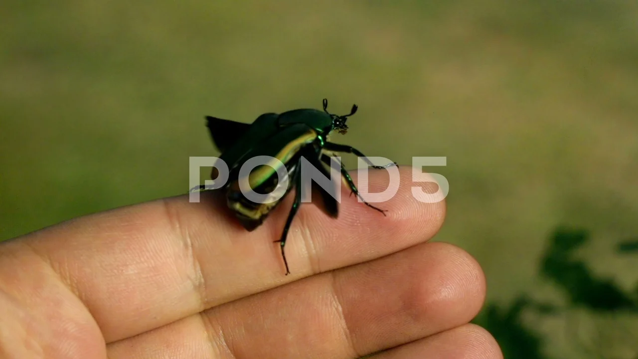 scarab beetle flying