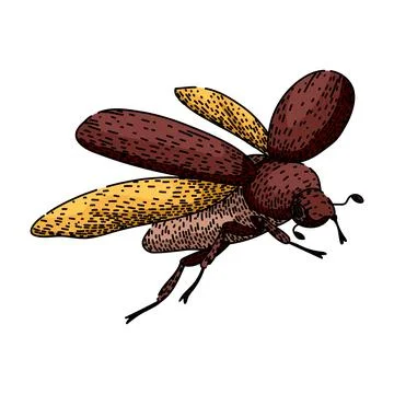 Scarab beetle flying insect hand drawn illustration on white Stock Illustration
