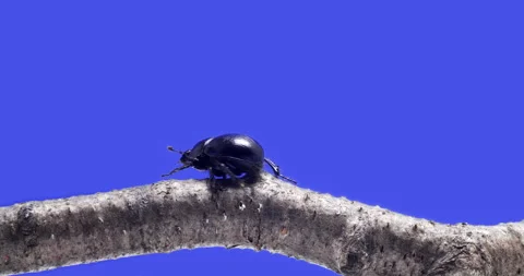 Scarab beetle 動画素材 249598037