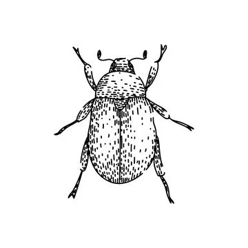 Scarab beetle insect line hatching drawing illustration Stock Illustration