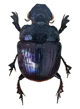 Scarab beetle isolated on a white background showing its body and legs Stock Photos