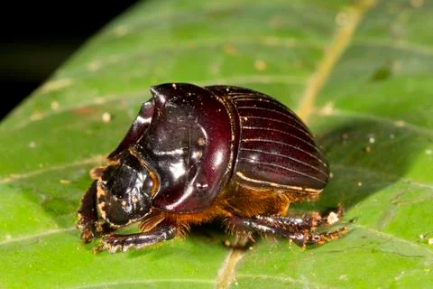 Scarab beetle perched on a leaf in the rainforest understory, ecuador Stock Photos