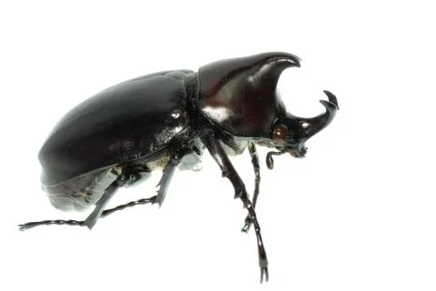 Scarab beetle Stock Photos