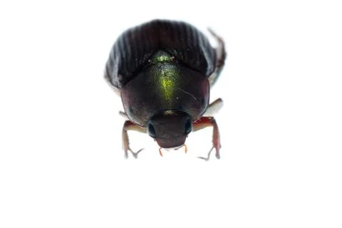 Scarab beetle Stock Photos