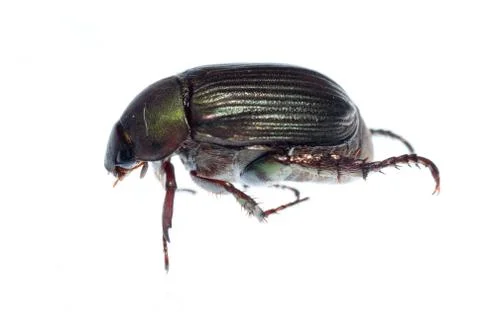 Scarab beetle Foto stock