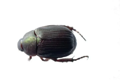 Scarab beetle Foto stock