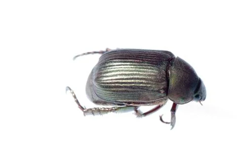 Scarab beetle Stock Photos
