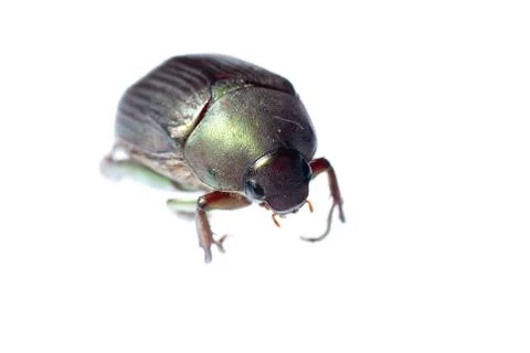 Scarab beetle Foto stock