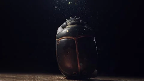 Scarab beetle in a ray of light Stock Footage 258838332