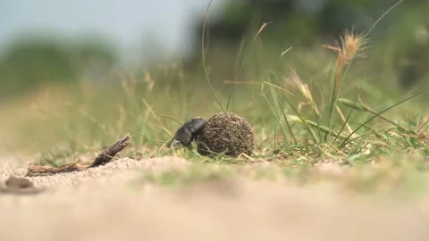 Scarab Beetle Rolling a Ball of Dung Stock Footage 149464404