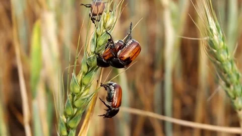 Scarab beetle on wheat ears, a harmful pest of cereal crops, Anisoplia austriaca Stock Footage 133504540