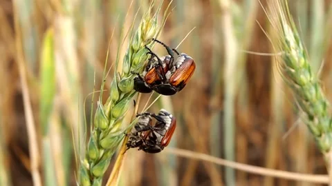 Scarab beetle on wheat ears, a harmful pest of cereal crops, Anisoplia austriaca Stock Footage 133954709