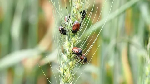 Scarab Beetle on Wheat Ears, a harmful Pest of Cereal Crops, Anisoplia Austriaca Vidéo 156501173