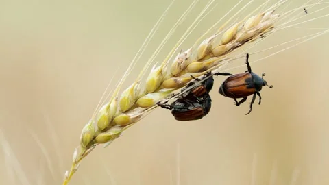 Scarab Beetle on wheat ears, a harmful Pest of Cereal Crops, Anisoplia Austriaca Stock Footage 156948547