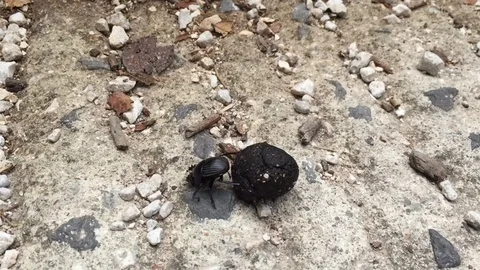 Scarab Stock Footage 91444872